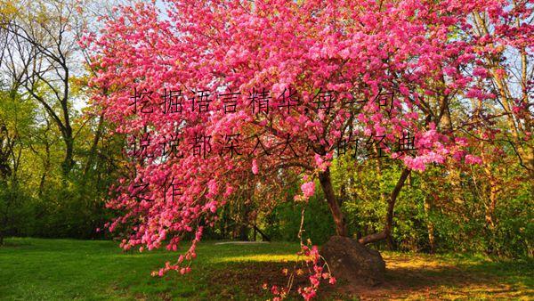 挖掘语言精华,每一句说说都深入人心的经典之作