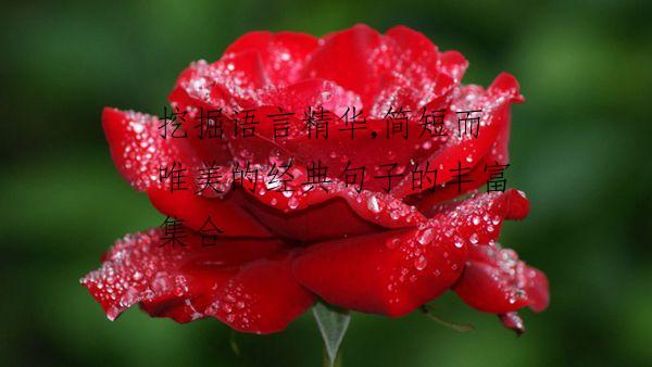 挖掘语言精华,简短而唯美的经典句子的丰富集合